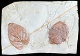 Two Nice Fossil Leaves (Davidia & Rutaceae?) - Montana #55136-1